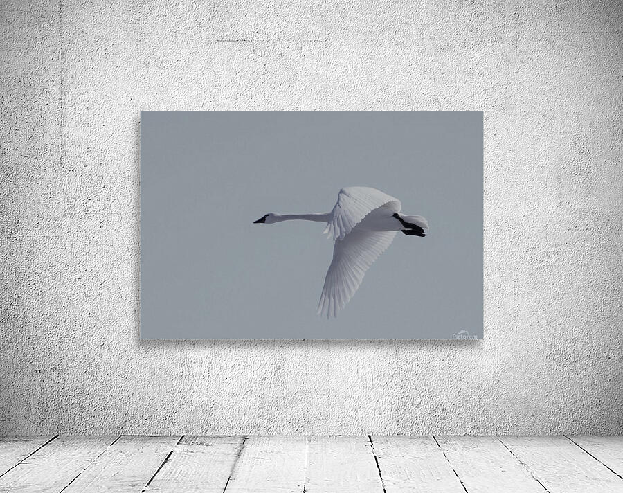 Swan in flight Wall Preview