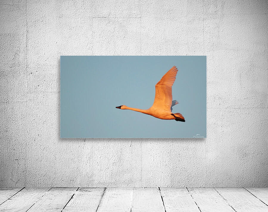 Tundra Swan Wall Preview
