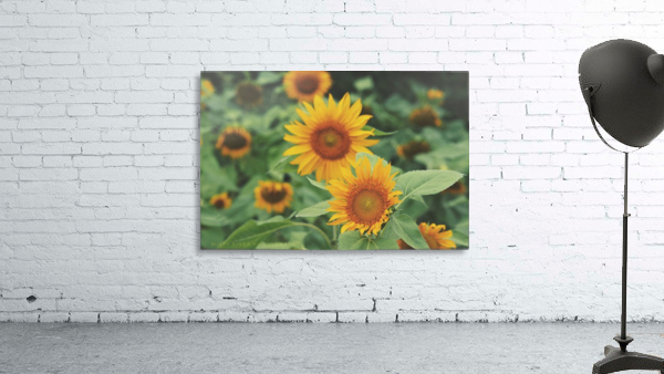 Sunshine  Wall Preview