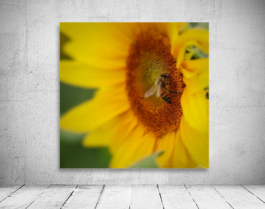 Honey Bee Wall Preview