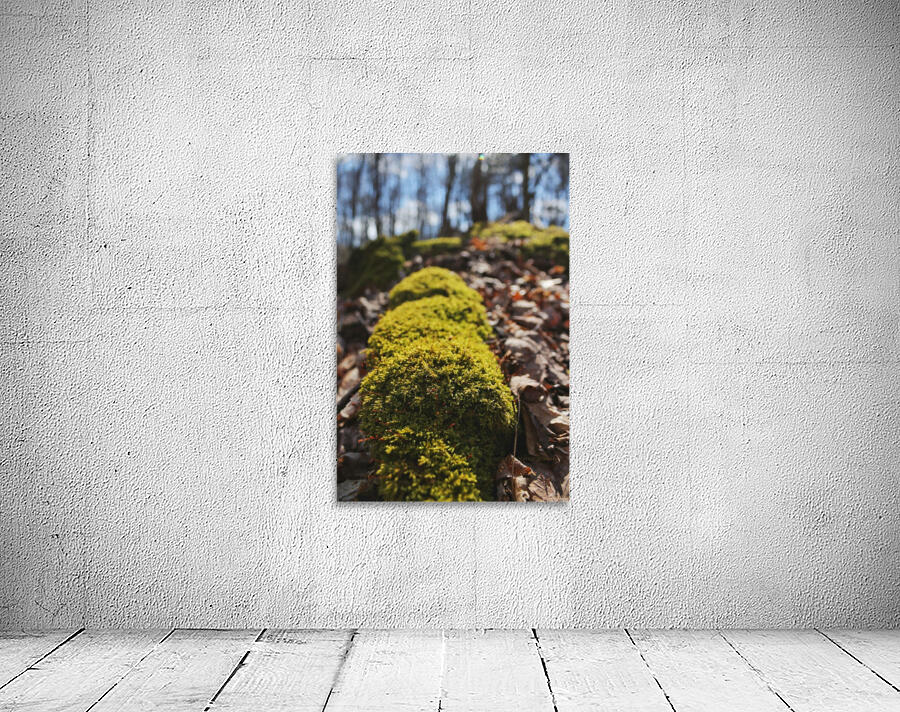 Forest floor Wall Preview