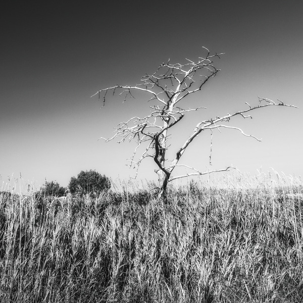 Solitaire Téléchargement Numérique