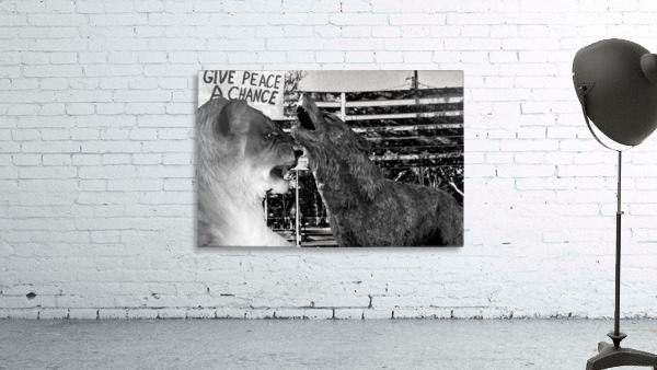 Fierce Wall Preview