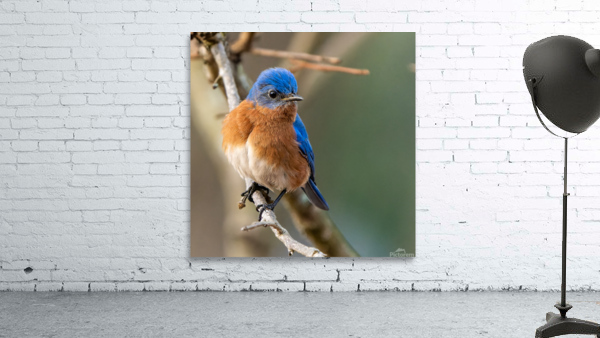 Feeling blue Wall Preview