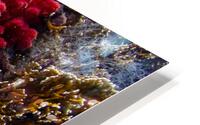 Clownfish HD Metal print