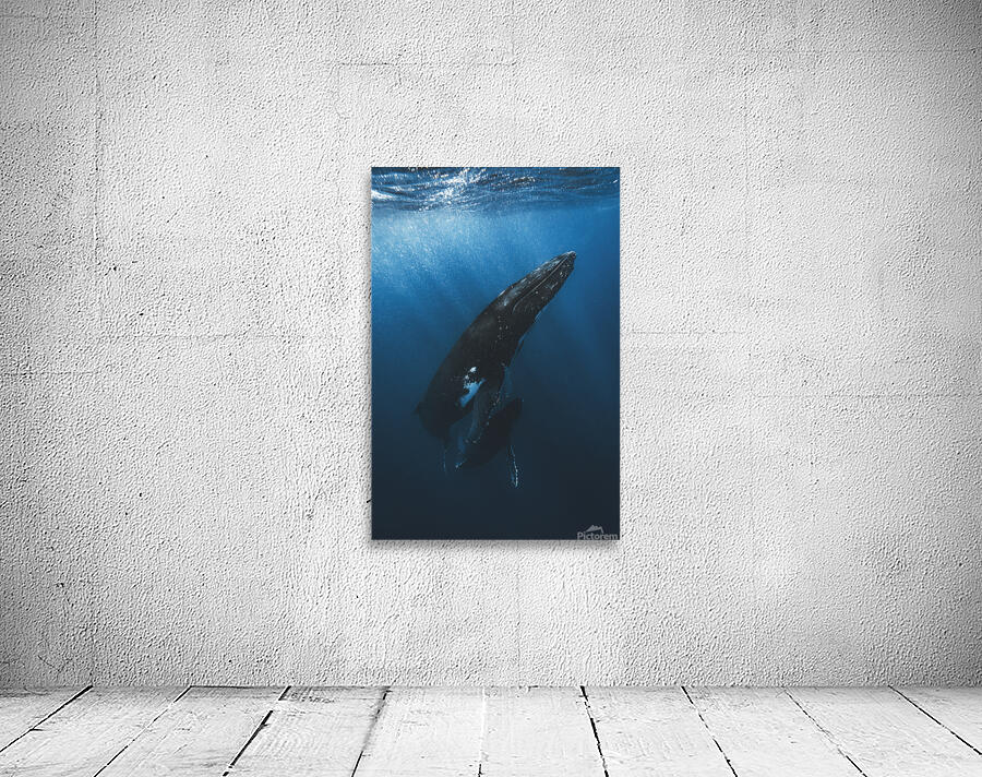 Whale and Calf Wall Preview