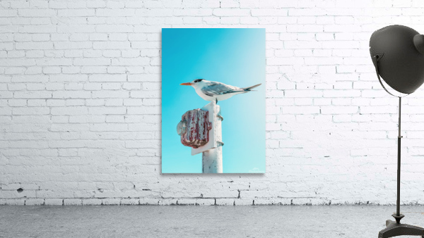 Seagull Wall Preview