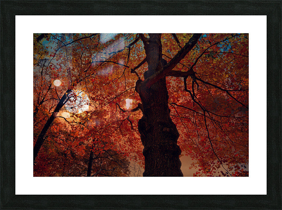  Red  Leaves Picture Frame print