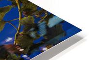 Bewilderment HD Metal print