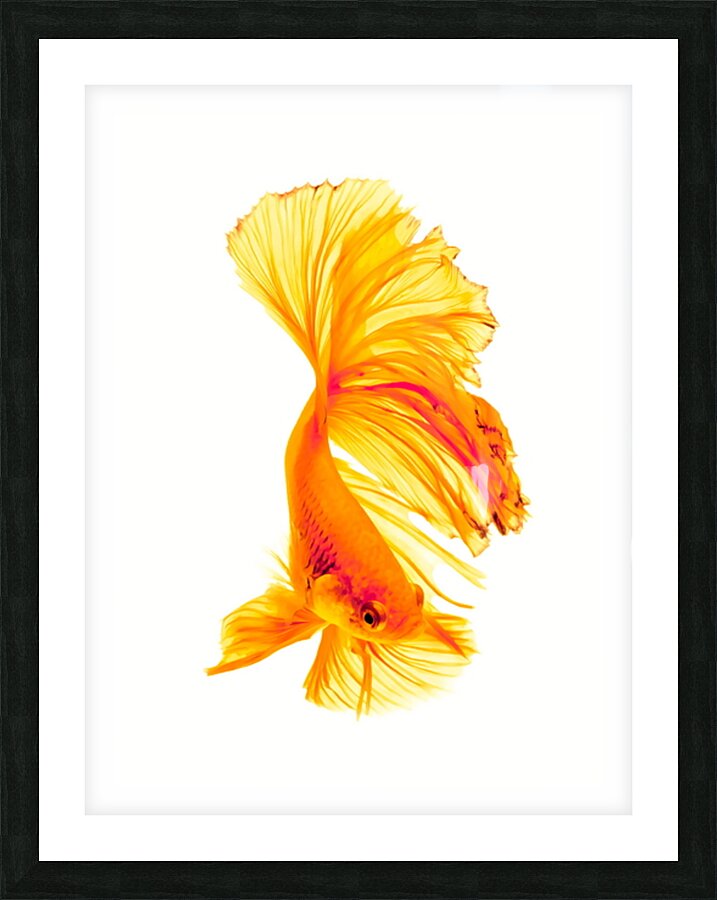Minimal Siamese Catfish Picture Frame print