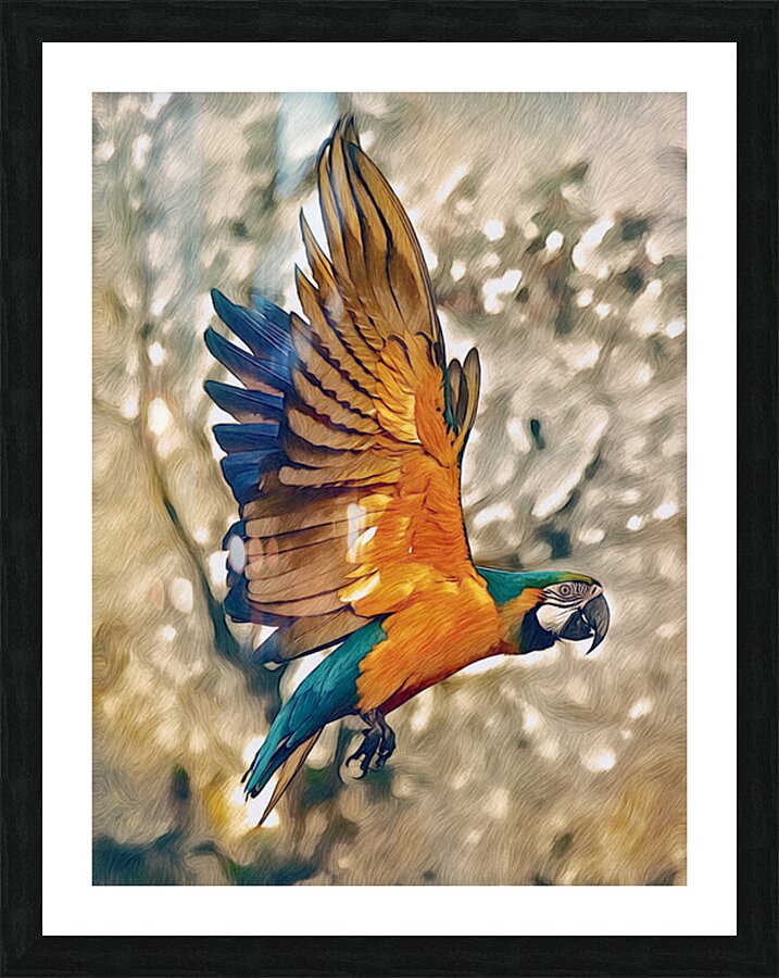 Parrot In Flight Drawing Picture Frame print
