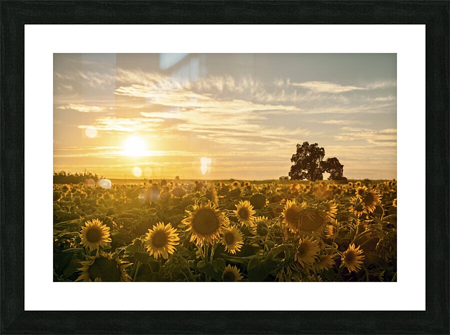 facing the sun Picture Frame Printing