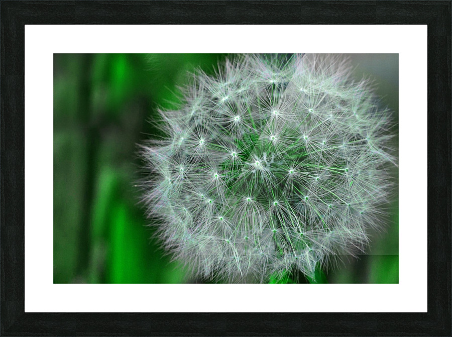 Make a wish Picture Frame Printing