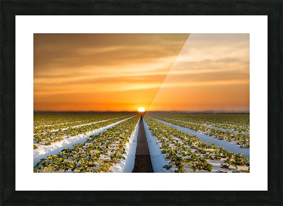 Strawberries in making Picture Frame Printing