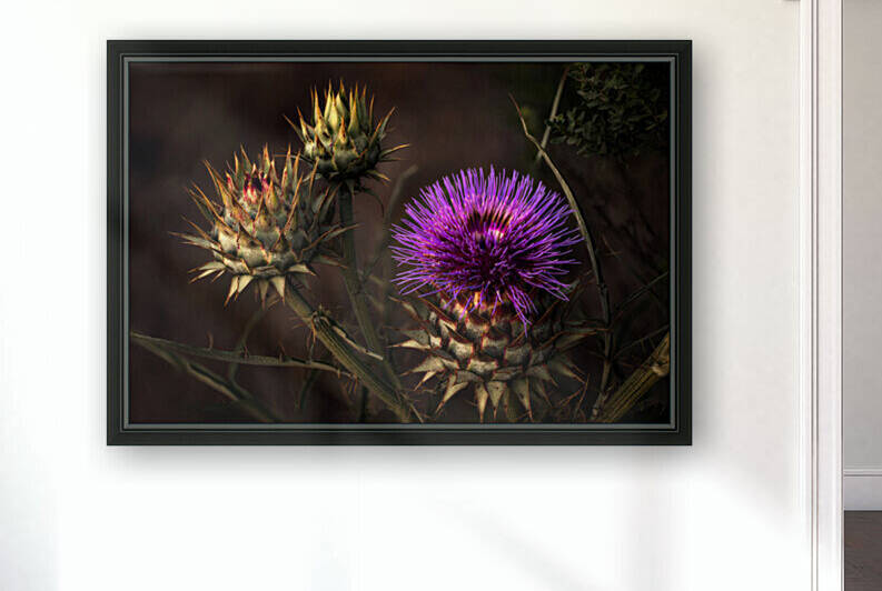 Amazing Nature - Thistle Flower Art for sale by Jongas Photo