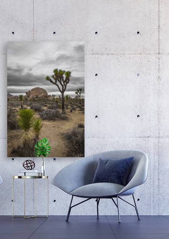 Joshua Tree Escape - Wall Decor With Joshua Tree and Desert View by Jongas Photo