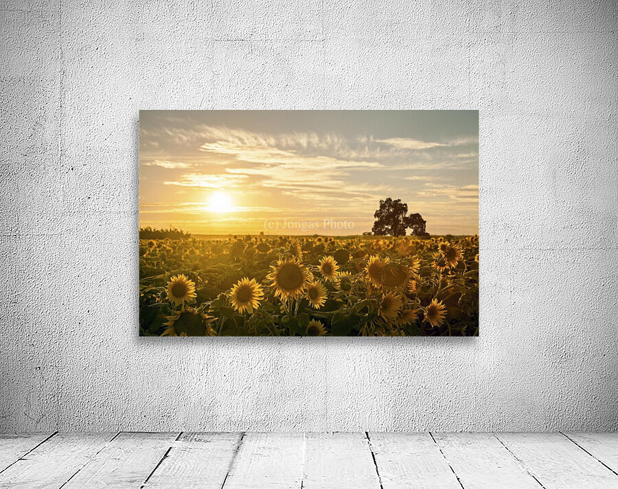 facing the sun Wall Preview