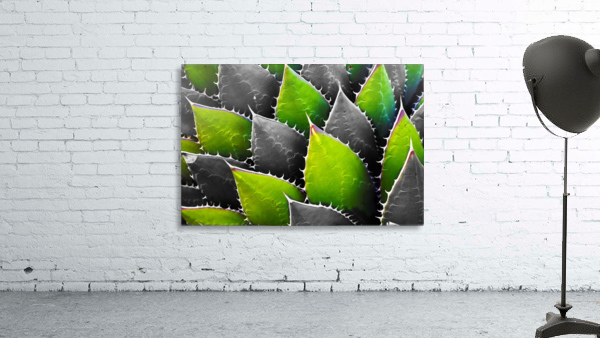 Thorny Wall Preview