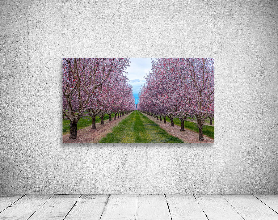 Almond Bloom Wall Preview