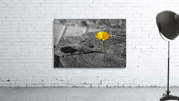 Life Persists Wall Preview