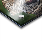 Leopard teeth Acrylic print
