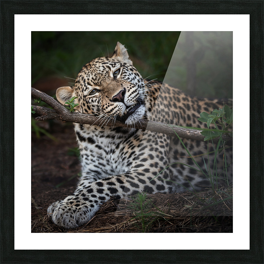 Leopard chilling out Picture Frame print