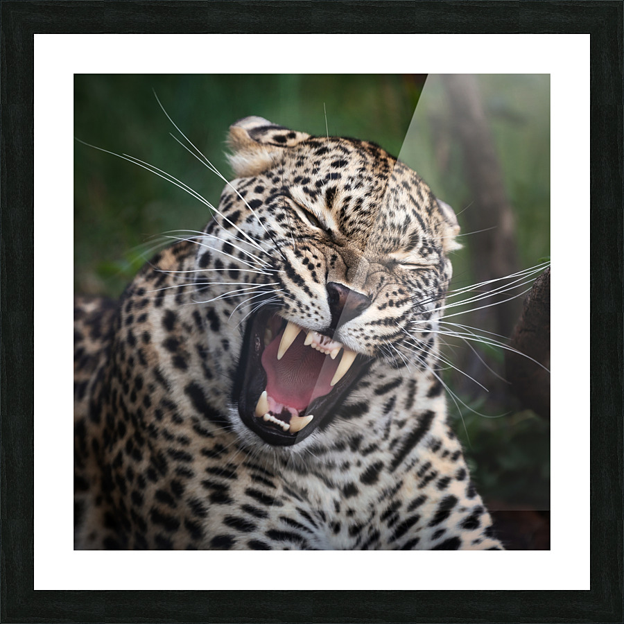 Leopard teeth Picture Frame print