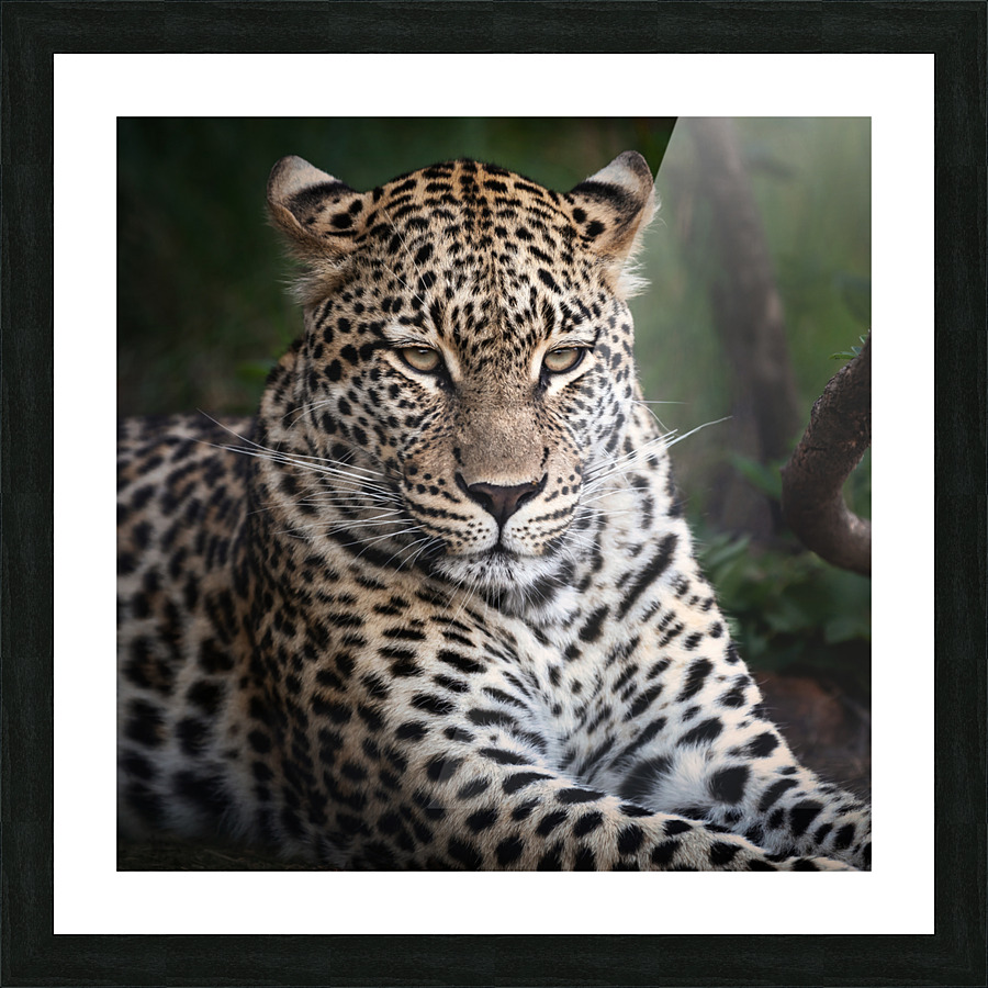 Leopard Picture Frame print