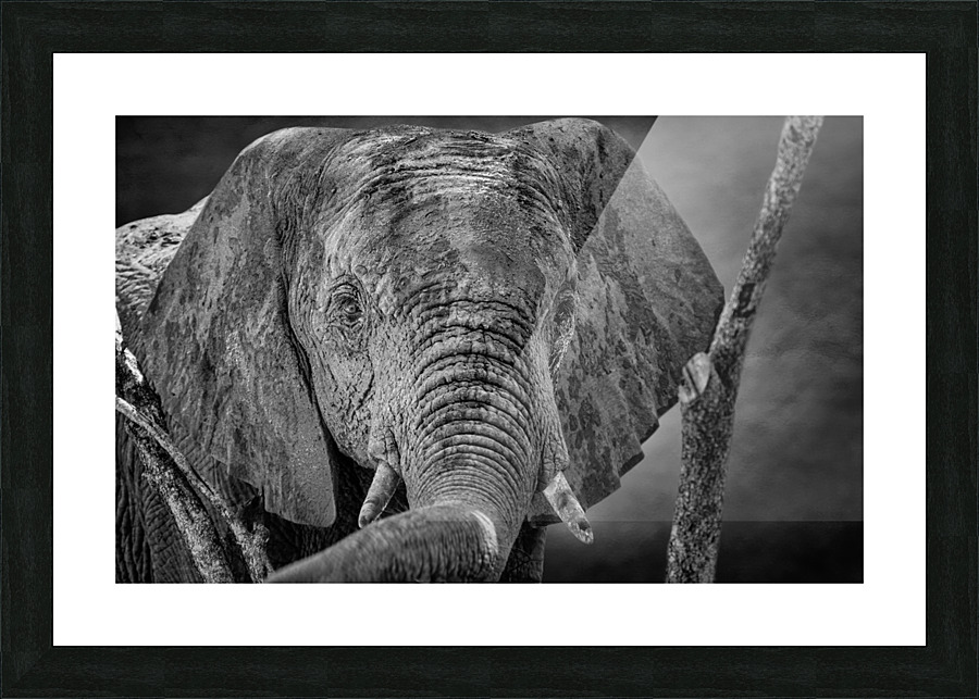 Elephant trunk  Picture Frame print
