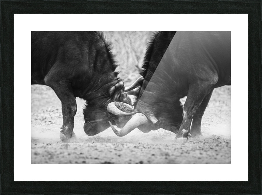 Buffalo strength testing Picture Frame print