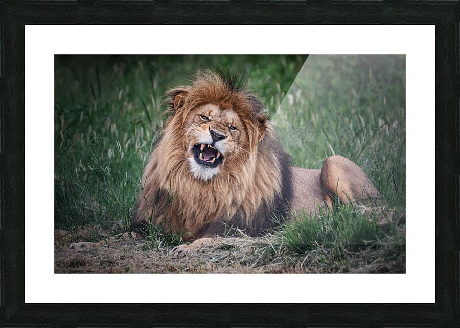 Lion roar Picture Frame print