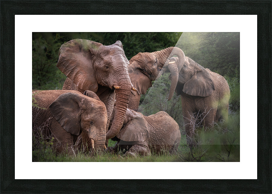 Elephants affection Picture Frame print