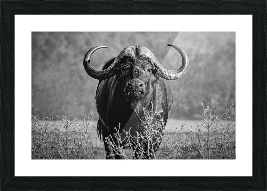 Buffalo stare Picture Frame print