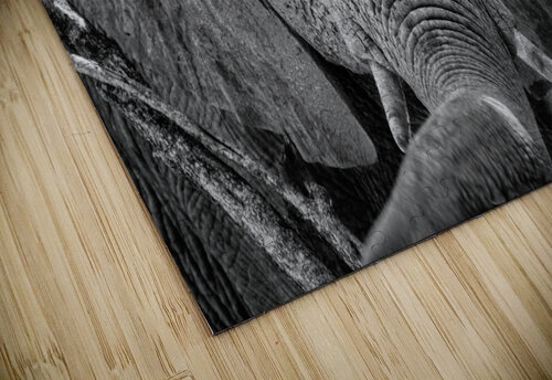 Elephant trunk  Vanessa C Photo puzzle