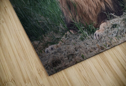 Lion roar Vanessa C Photo puzzle