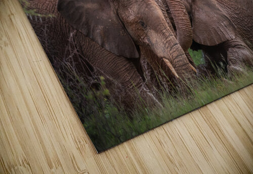 Elephants affection Vanessa C Photo puzzle