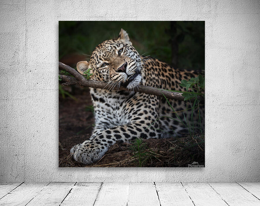 Leopard chilling out Wall Preview