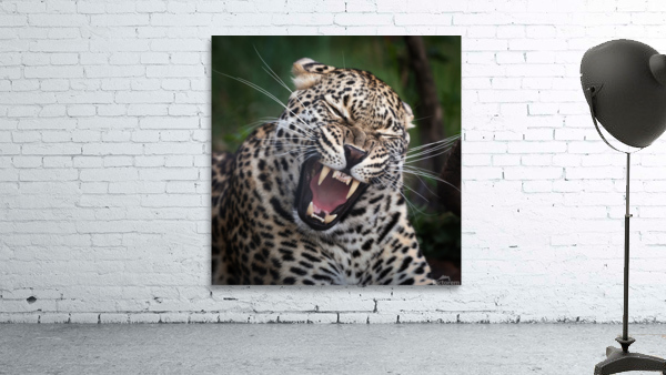 Leopard teeth Wall Preview