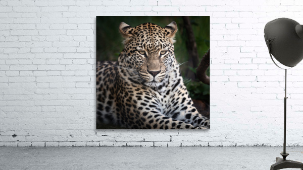 Leopard Wall Preview