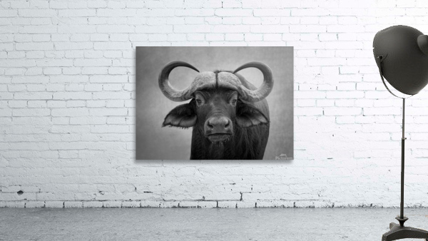 Buffalo Wall Preview