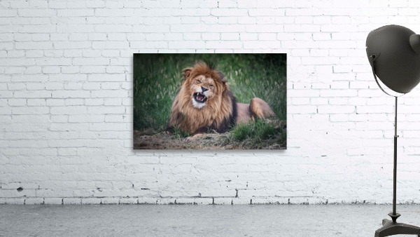 Lion roar Wall Preview