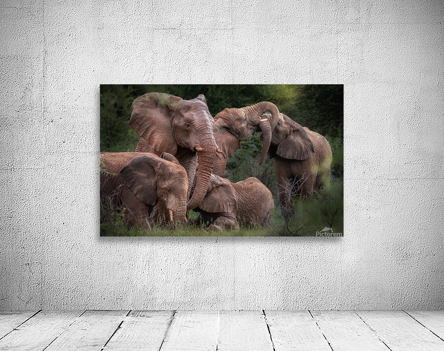 Elephants affection Wall Preview