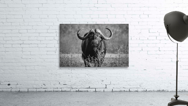 Buffalo stare Wall Preview