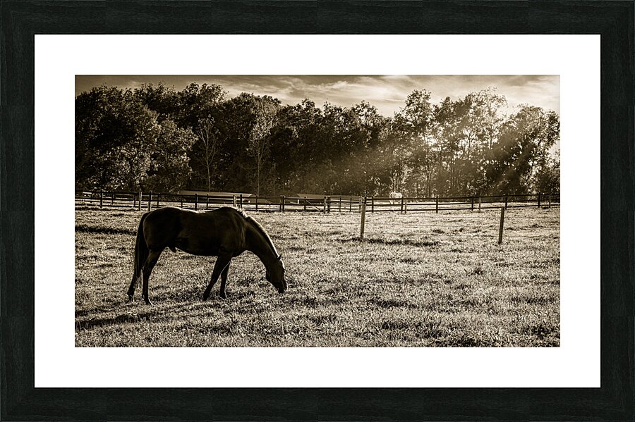 Solitude and Sunshine Picture Frame print