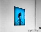 Watchful Eye Acrylic Print