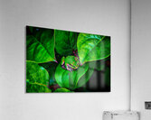 Pacific Tree Frog Acrylic Print
