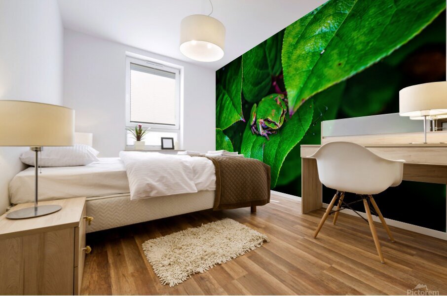 Pacific Tree Frog Mural print