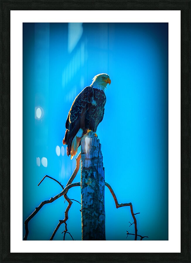 Watchful Eye Picture Frame print