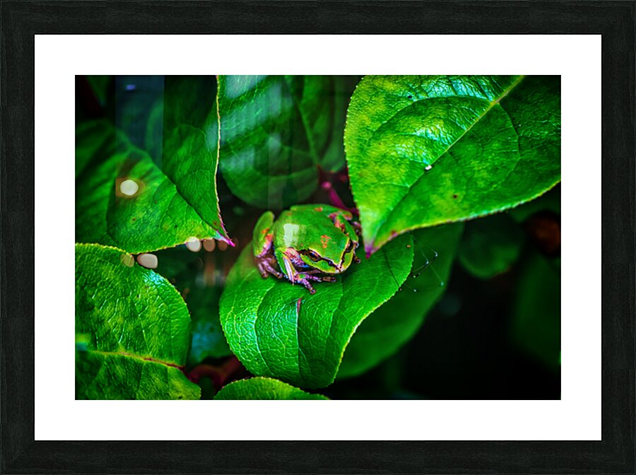 Pacific Tree Frog Picture Frame print