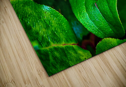 Pacific Tree Frog Apollo Bellisle puzzle